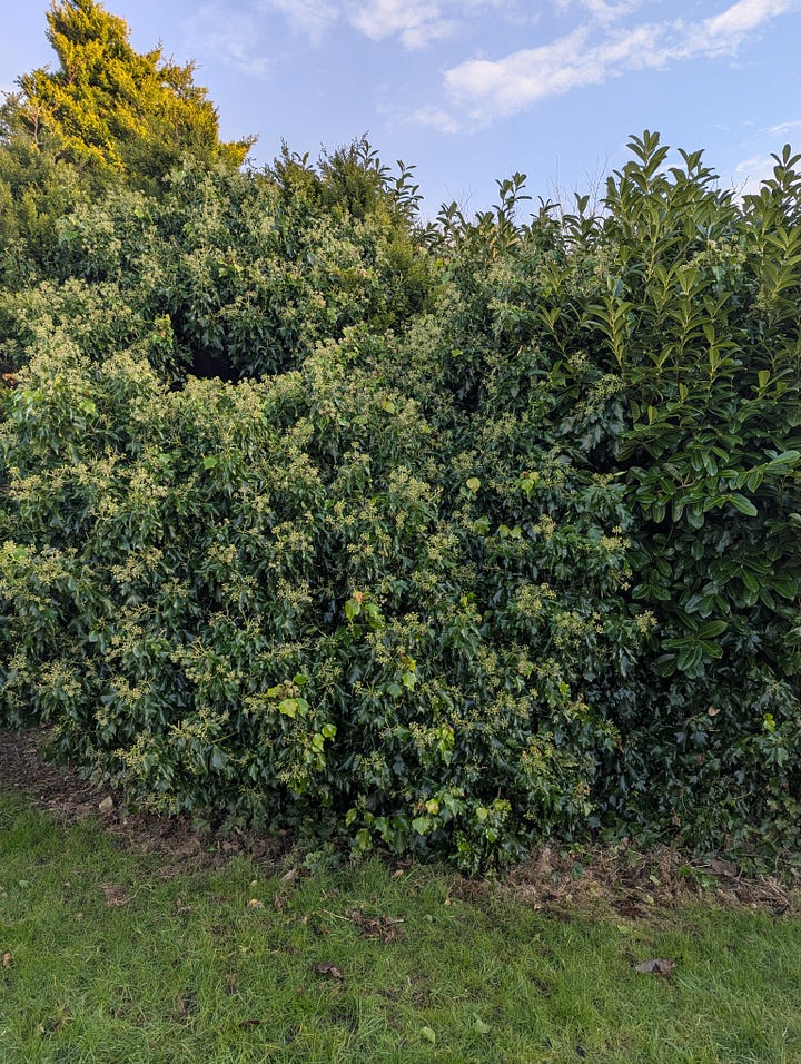 Ivy (Hedera sp.) is a real jack-of-all trades. In shadier conditions, it sends out the stereotypical liana vines but given sufficient light it will become woodier, growing a thick stem. The leaves will adopt a different morphology and flowers will form and start to bear fruit (in the winter!)