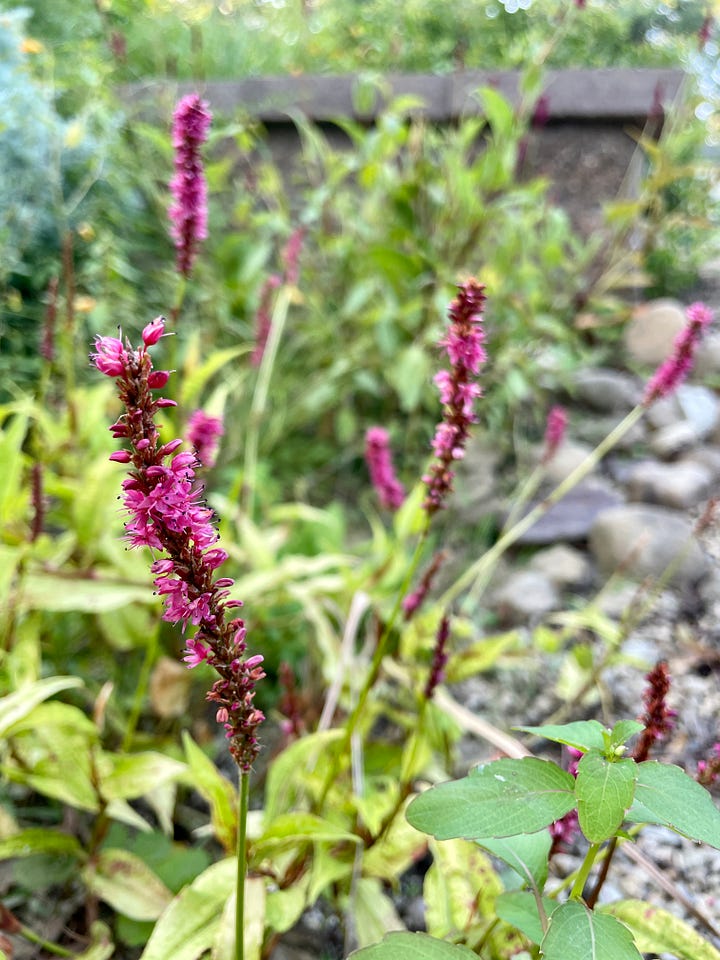 Pots of Euphorbia 'Diamond Frost' that I have been overwintering for several years in the entry to the Ruin Garden this month; golden-leaf Persicaria in the bog of the Ruin