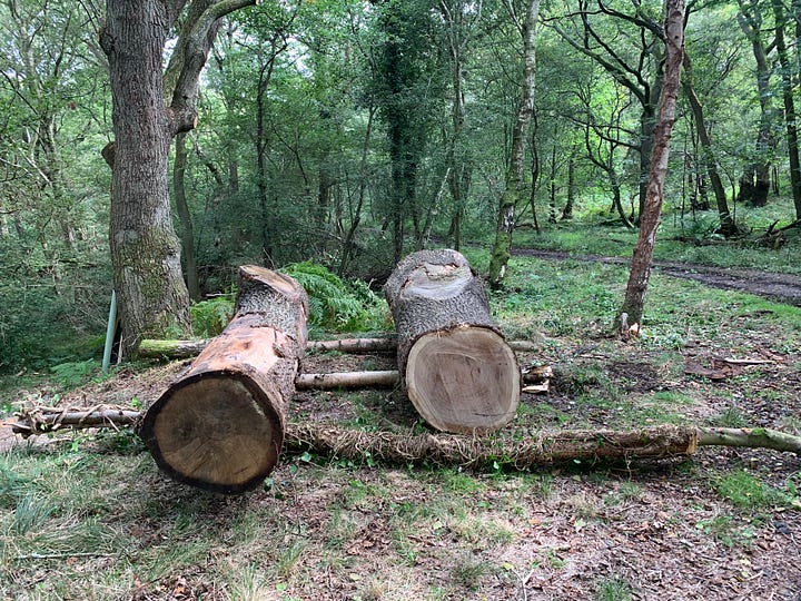 The logs are in their final place and ready to be milled.