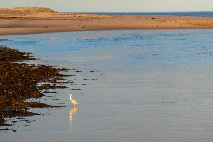 Heron fishing at dusk and dawn reflections over the mouth pf Loch Fleet © Felicity Martin