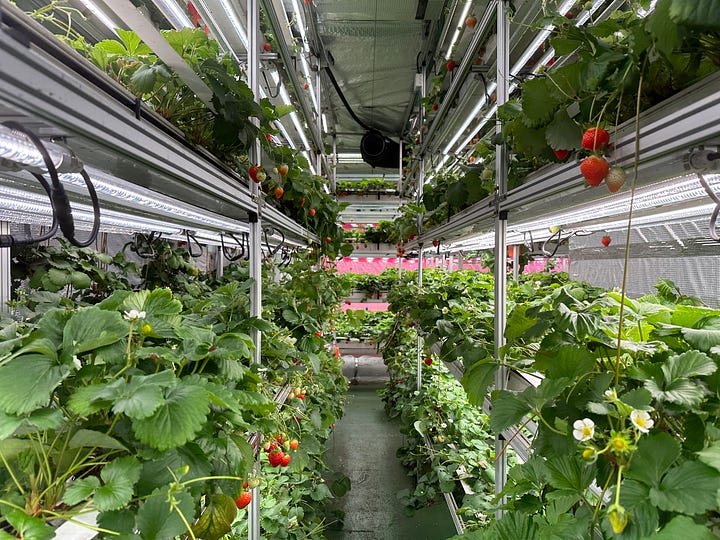 Strawberry Vertical Farming