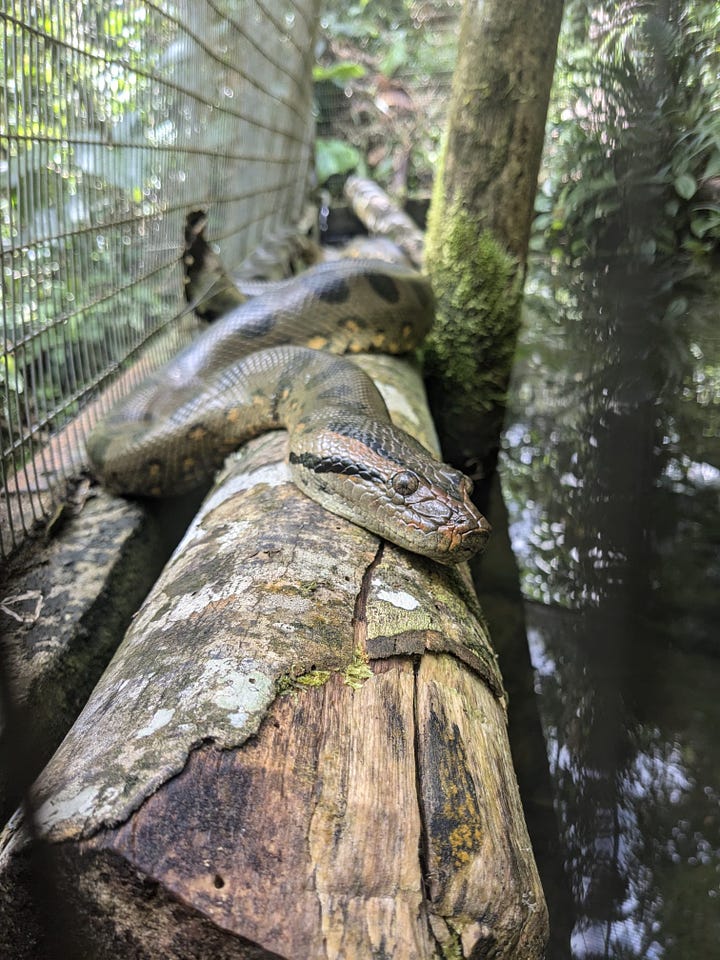 Left: Esmeralda the mental challenged anaconda; right: happy caiman.