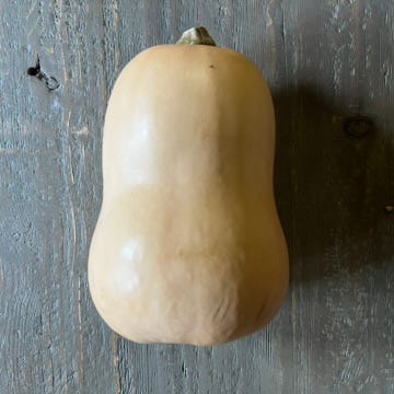 hard squash