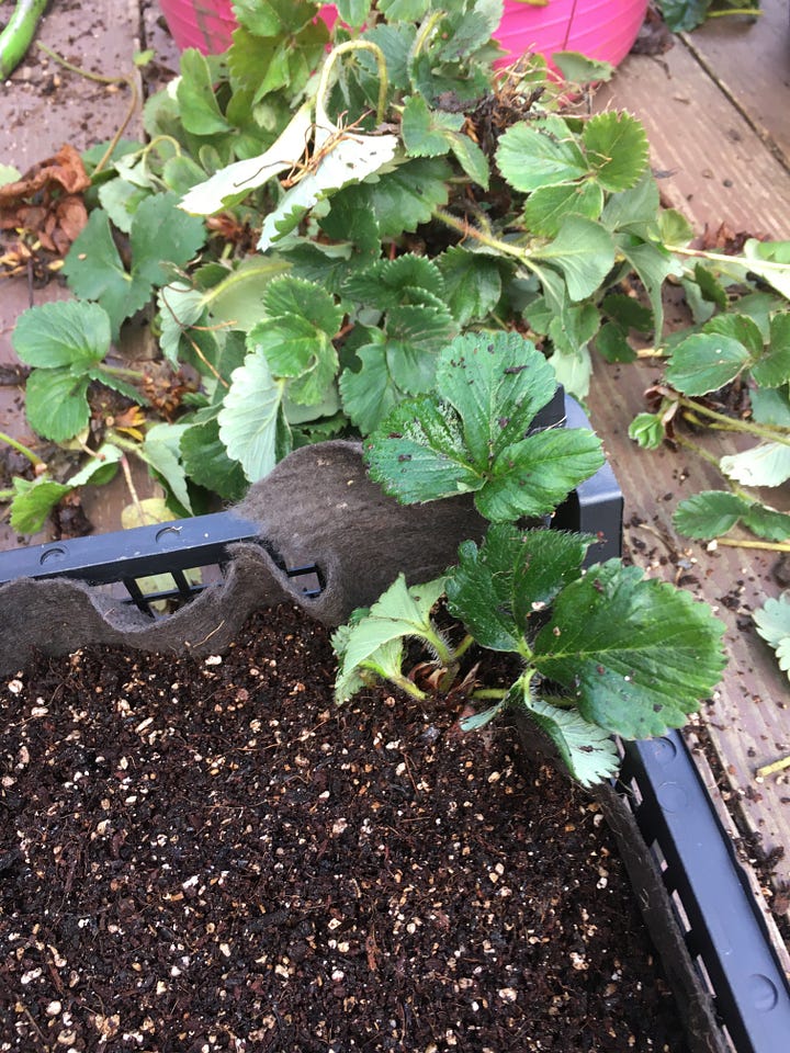 Overwhelmed strawberry bed with lots of new runners to cut off; Strawberry babies placed in a tray with repurposed old weed suppressant, some potting compost and a plastic mushroom tray.