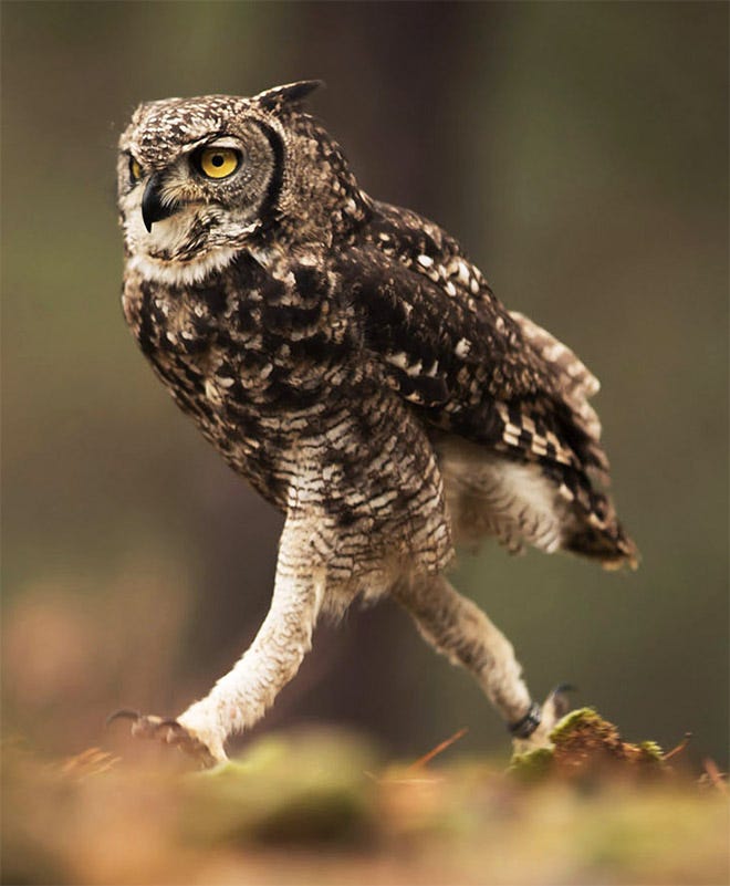 Birds with their chonky legs showing, looking hench.