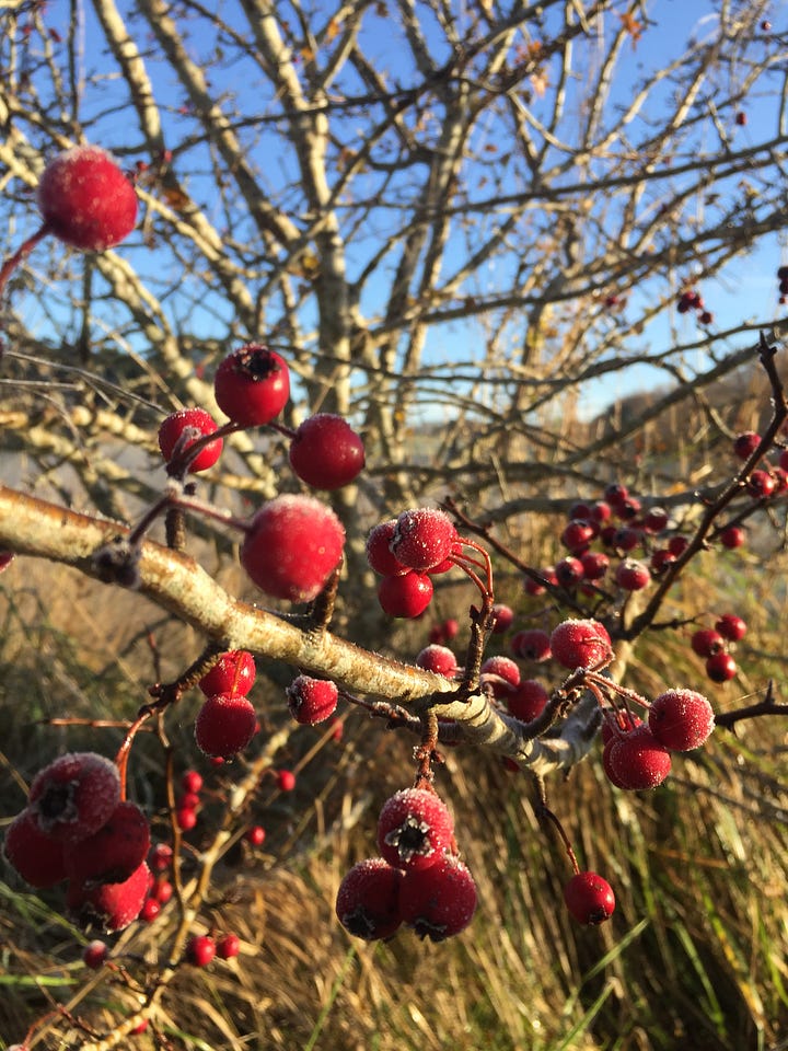 Frosty Hawthorn Berries - Ballarat 2020