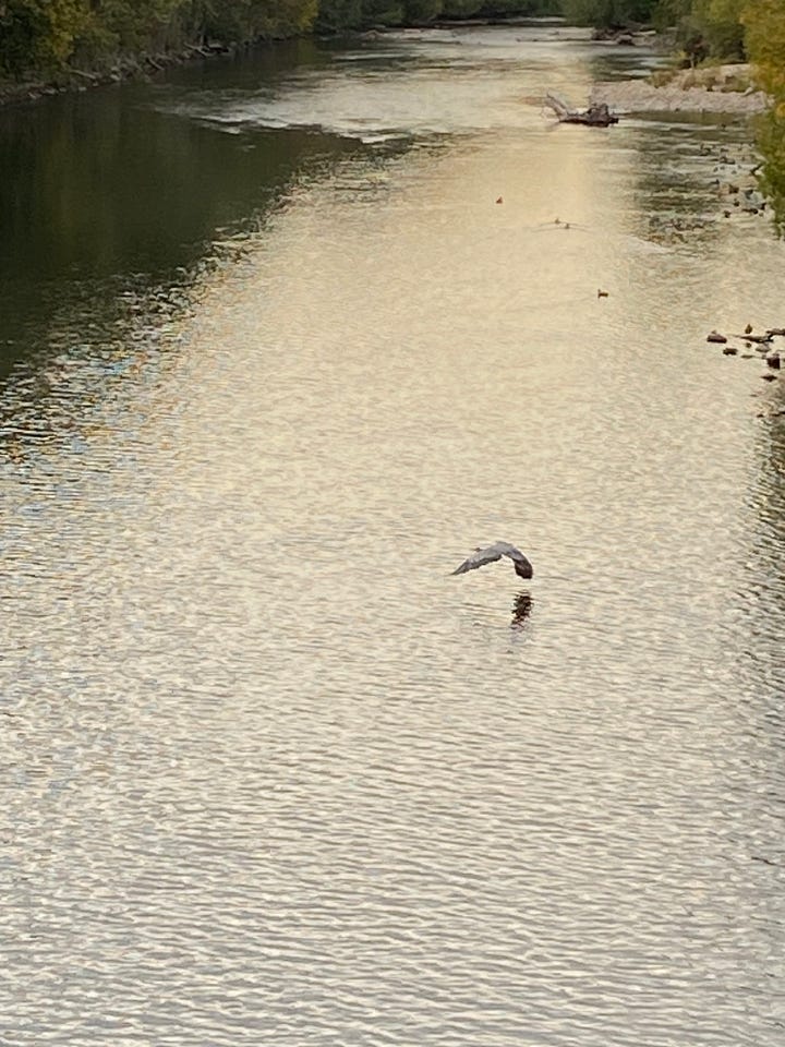 Four deer graze under trees. A great blue heron flies low across a river.