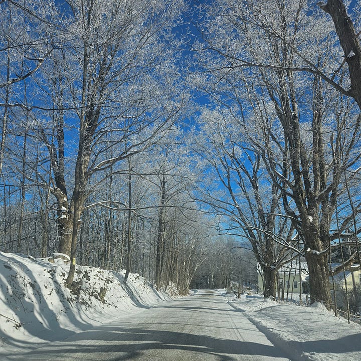 Trees with snow on their branches