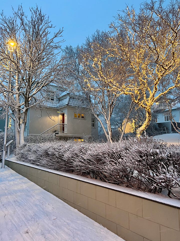 Trees decked out in snow 