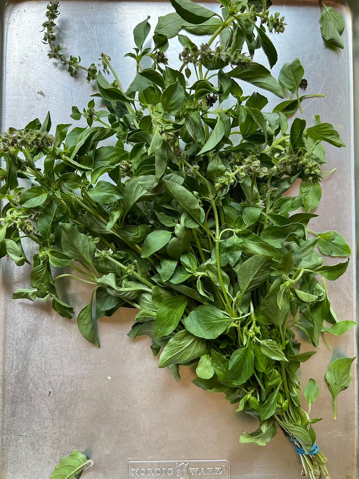 lemon basil