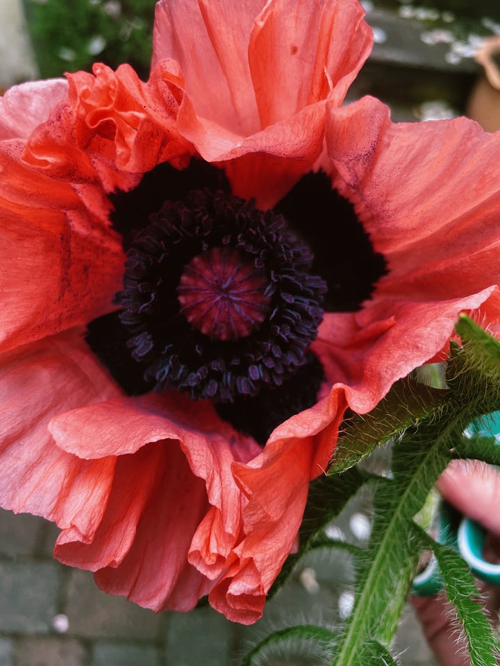 pink petaled poppies with dark brown-black centers