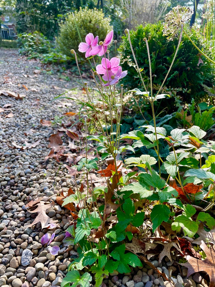 Aster 'Blue Bird' is a cultivar of the Smooth blue aster; Euphorbia 'Ascot Rainbow' is a favorite in every season; a seedling Anemone blooming long after the other pinks; and Geranium 'Rozanne' is one that keeps going til Thanksgiving.