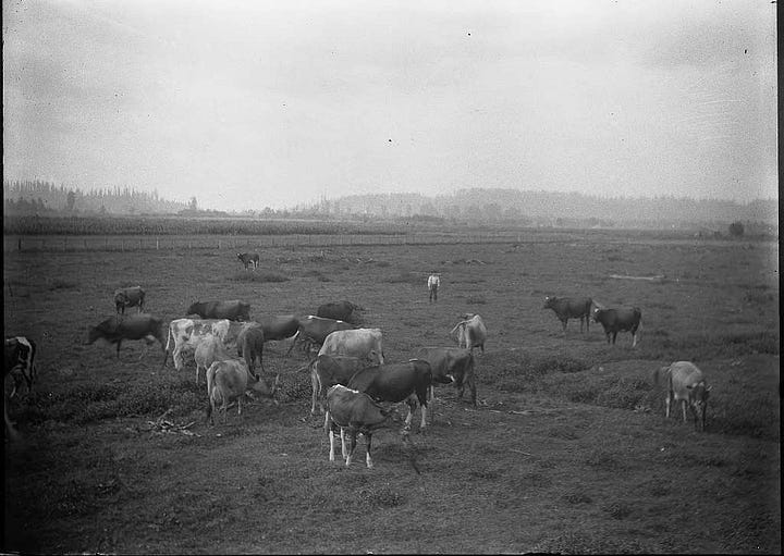 Black and white photographs of cattle herds in rural landscapes. Groupings of cows graze with trees in the background.