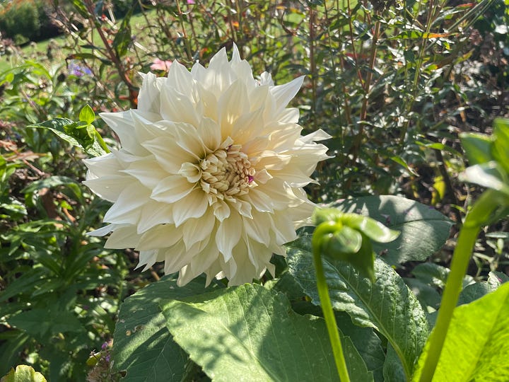 Autumn Flowers