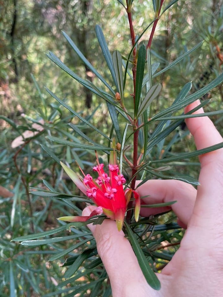 native wildflowers at Pigeon House Mountain