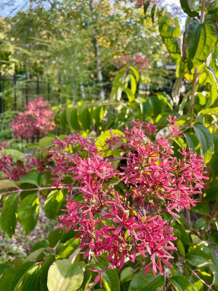 The Curb outside of the Birch Walk includes the Seven-Sons tree (Heptacodium) and Anemone 'Honorine Jobert.' 