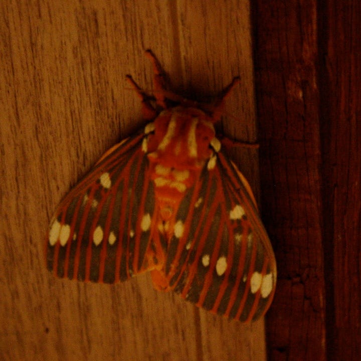 The left image features a regal month, hanging on a window against a dark background. The right image features a Peck's pug moth, photographed in dim light against a wooden background.