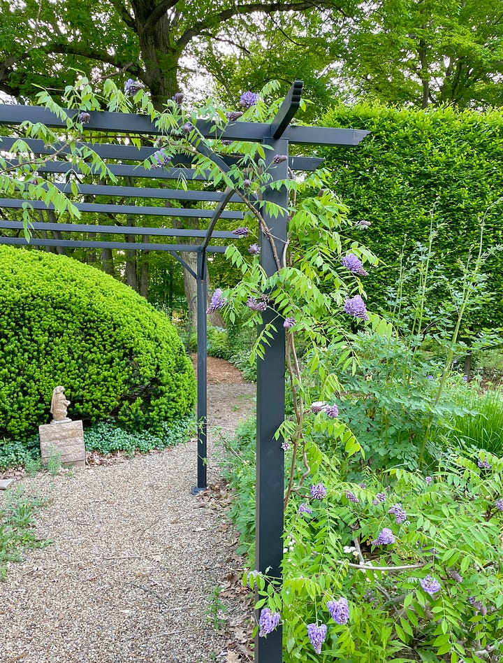 The Pergola Walk: January and June with Wisteria 'Amethyst Falls'