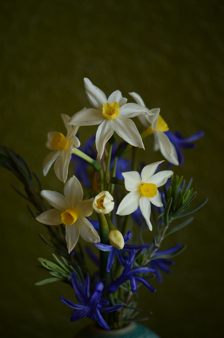 Close-ups of blue Roman hyacinths and white and yellow Narcissus