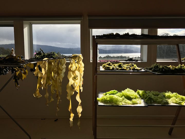 kelp drying inside, giant kelp noodles