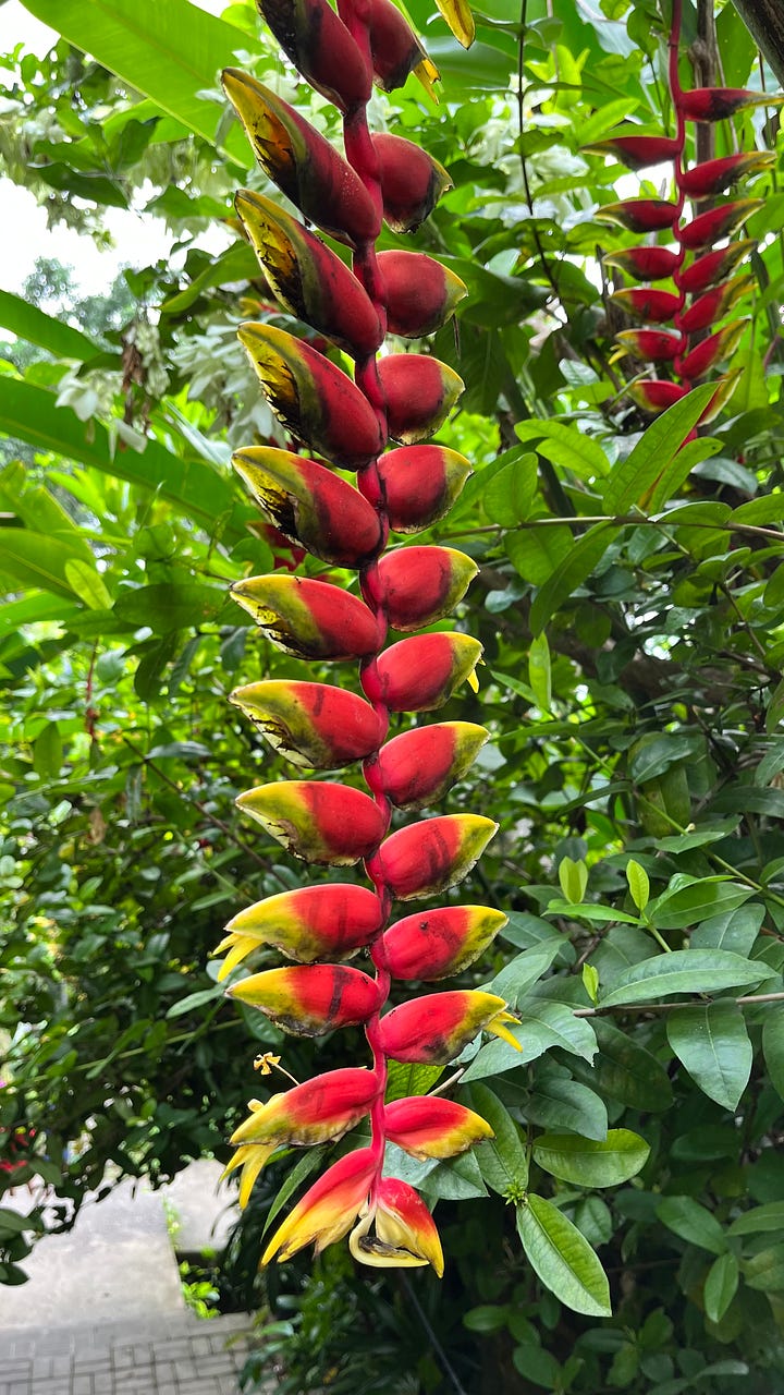 A waringin tree and a dangling heliconia