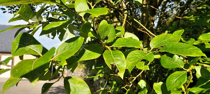 images of willow foliage and crumbly bark