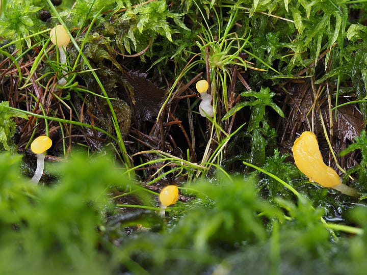 tiny yellow bog beacon mushrooms in moss