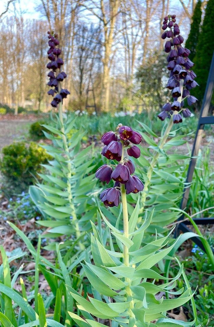 I am breaking my rule for the Cottage Garden, as I cannot leave out the colors that compliment the Euphorbias I wrote about last week. Pink tulips of many types are mixed with white Narcissus 'Thalia' and dark Fritillaria persica has settled in nicely for me in the past few years. 