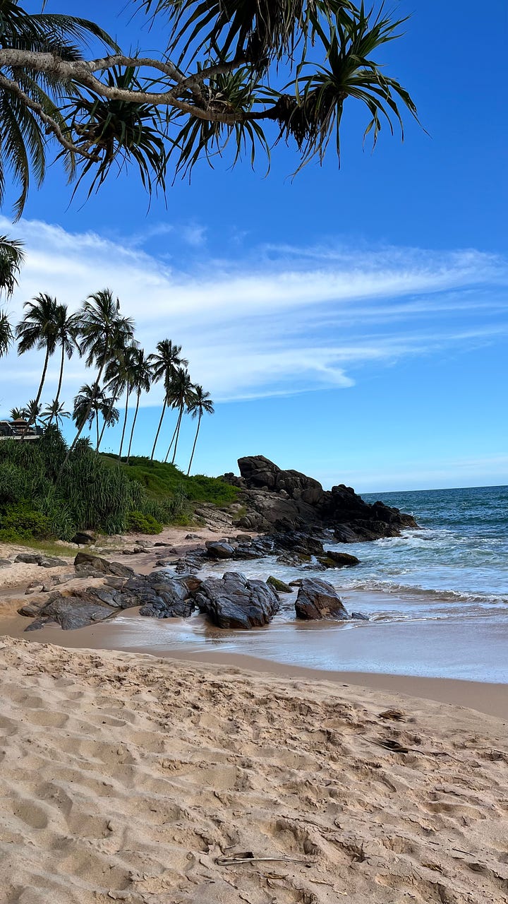 Idyllic beach with palm trees and a collection of small dishes containing rice and curry.