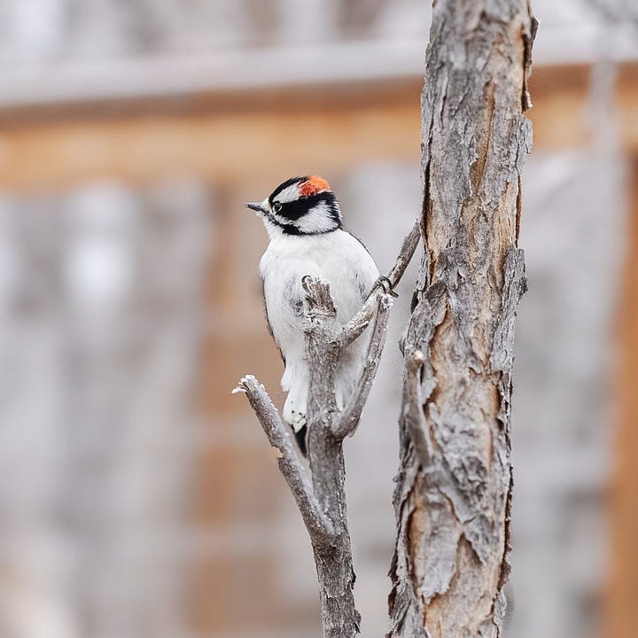 Bison in snow, snow on ponderosa pine needles, downy woodpecker, cottonwoods in the fog