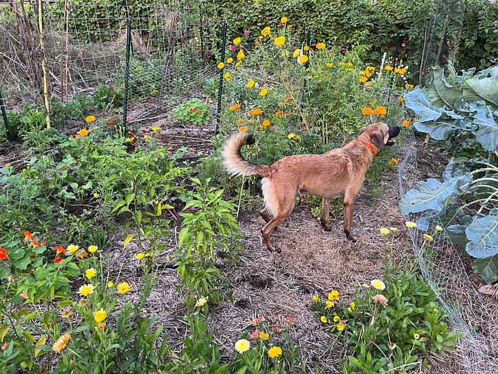 View of dog swimming from my cottonwood bench, dog with wildflowers, dog in garden, marigolds and borage with brilliant colors