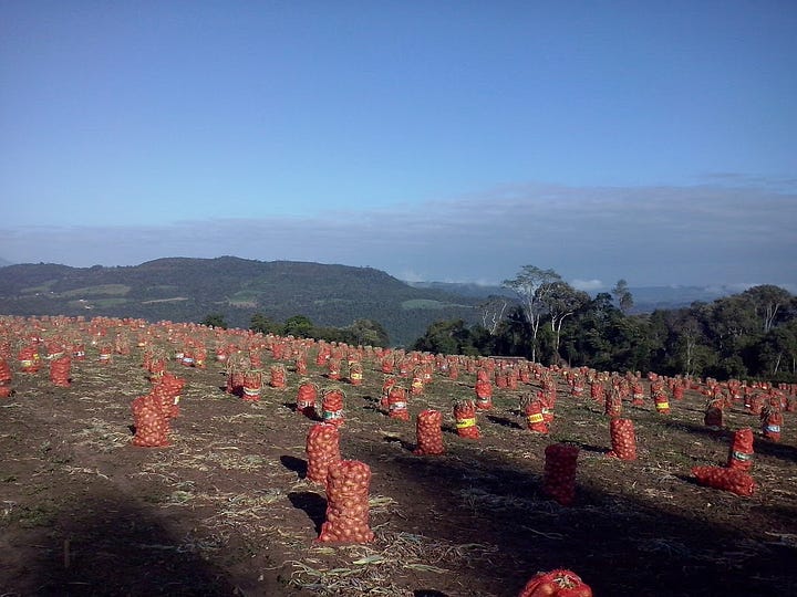 Em ordem cronológica: sementes semeadas no canteiro, de onde saem as mudas para plantar (sim, sou eu nos anos 90 haha); Mudas plantadas na lavoura; Alguns meses depois, as mudas crescem e formam os pés de cebola; Quando fica madura, os pés são arrancados da terra, as folhas são cortadas e a cebola é colocada em sacos; Esses sacos são armazenados para depois serem vendidos.