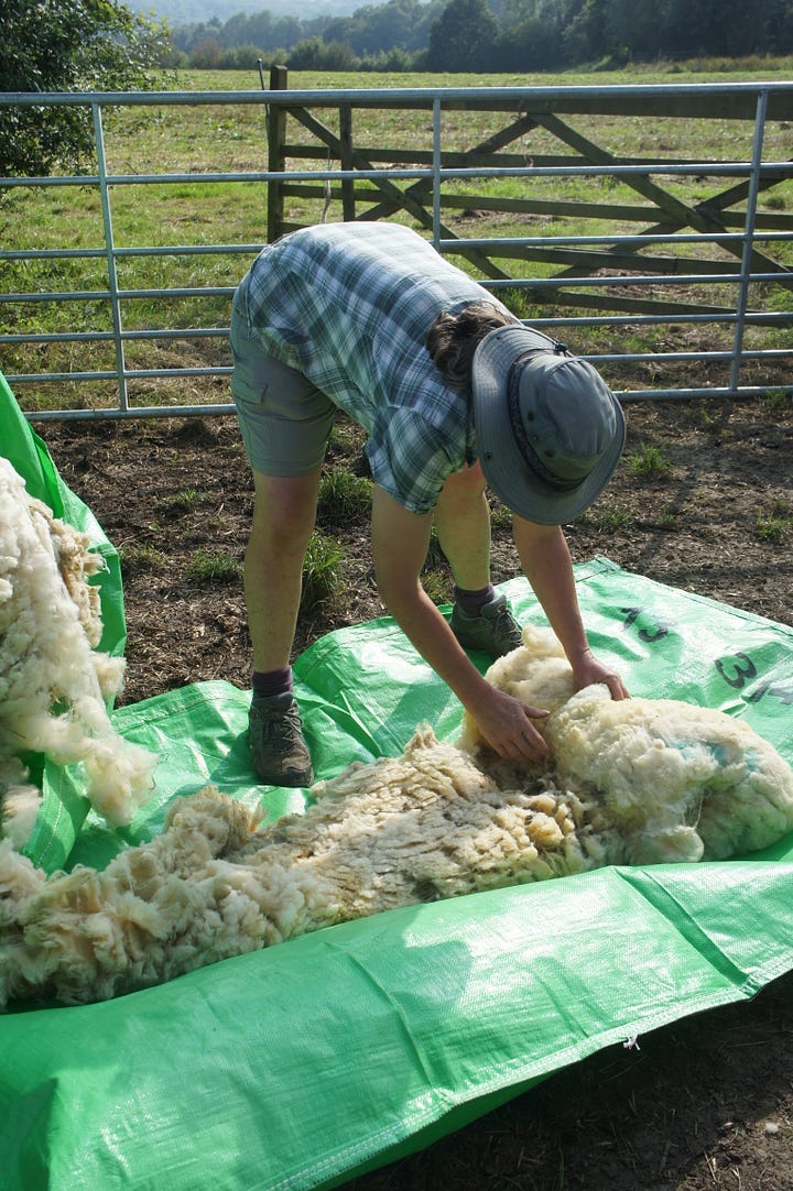 Image: Lynnie showing the “sheets” and unravelling a Texel cross raw fleece