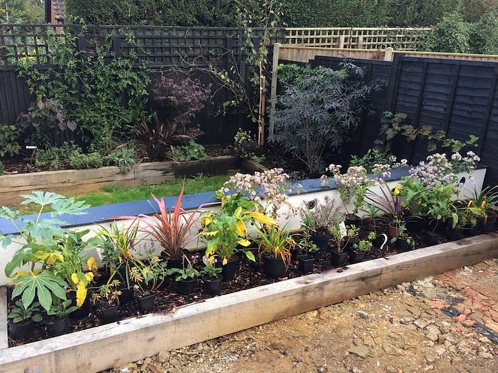 selection of plants ready for planting