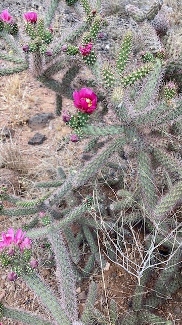 Opuncja, saguaro, kwitnacy saguaro, cholla, heloderma, kwiat saguaro, zbocze