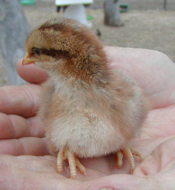 A chick sits on a human hand. It has pale brown down, with a dark stripe on the eye, a pale white patch on the head, and distinct stripes down the back.