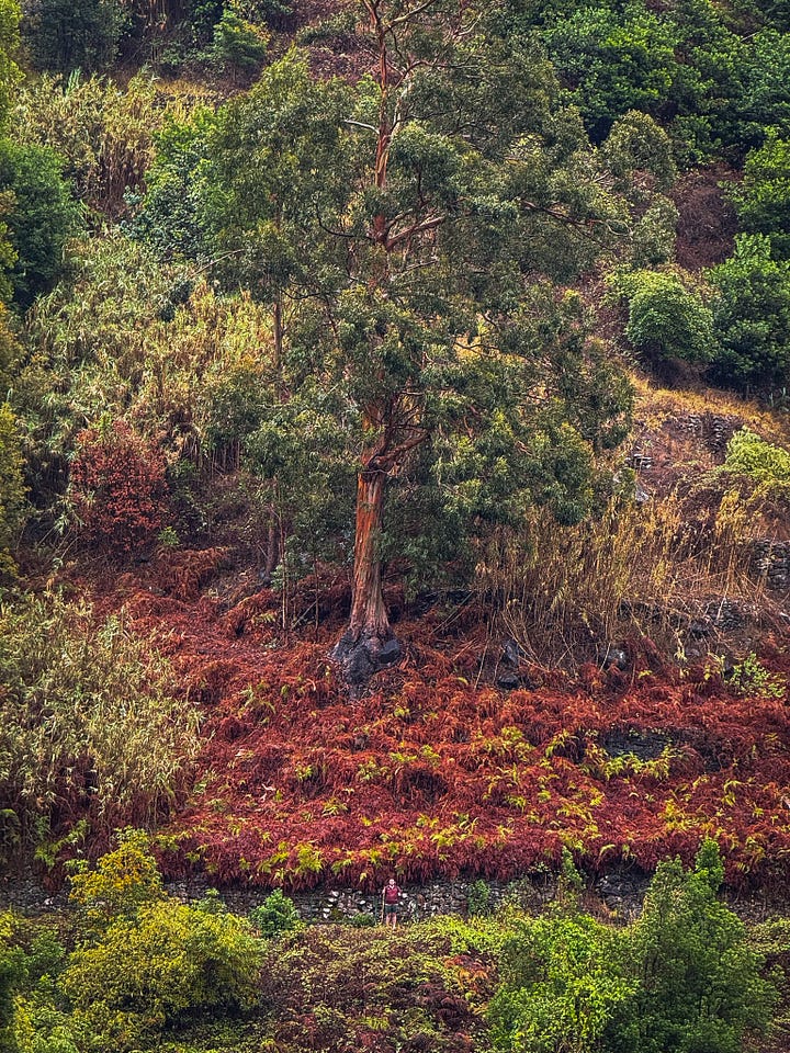 Madeira Wonder