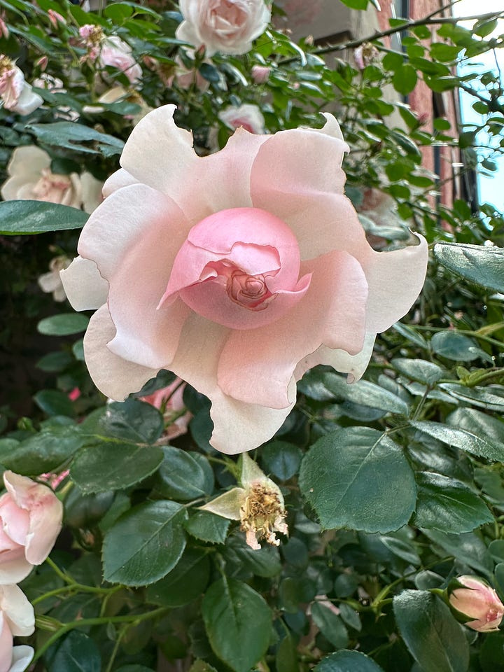 Four pictures of flowers from my neighborhood but I don't know what any of them are.