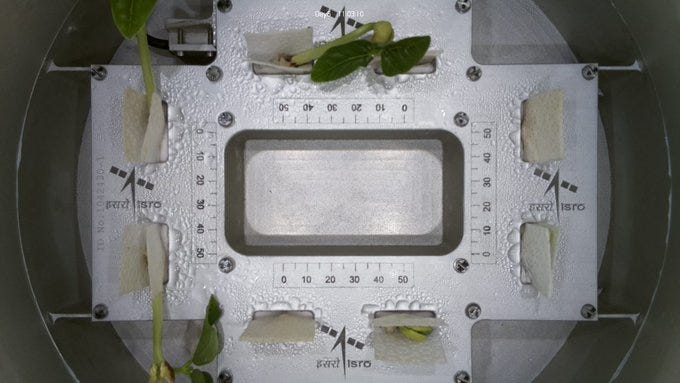 Two photos taken from above of the CROPS experiment on POEM-4. The centre of the image is a metal plate marked with rulers. Around the outside there are 8 pockets where cowpeas are growing. In one image they have just germinated, in the other they're growing their first leaves.