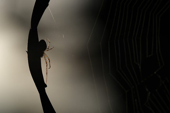 Orb webs glint and beckon, the silk woven on a rollercoaster of old barbed wire. The spider sits to the side, using the twisted wire and its metal thorns as cover. 