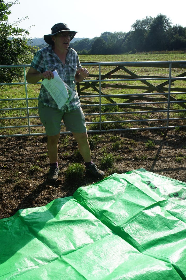 Image: Lynnie showing the “sheets” and unravelling a Texel cross raw fleece