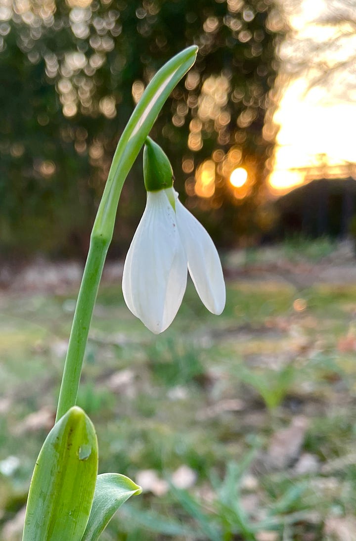 Galathus 'Cedric's Prolific' is one of the last to bloom this year, and I have these bulbs potted up in an aquatic basket to protect them in the Birch Walk from voles and compaction..