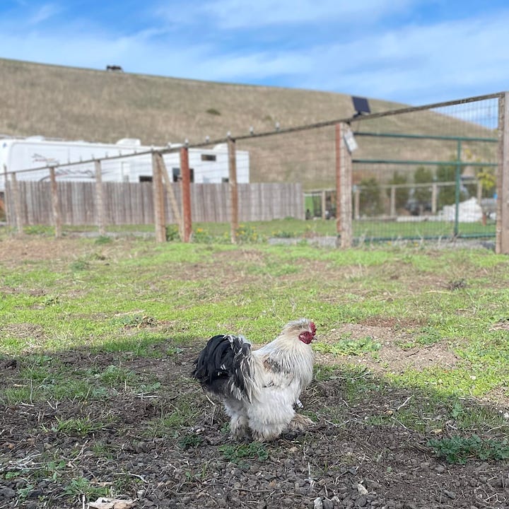 a chicken pen, a little rooster, two shots of a 70s-era travel trailer