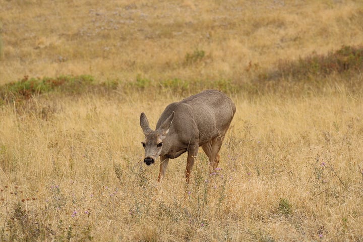 Bison and mule deer doe at the CSKT Bison Range.