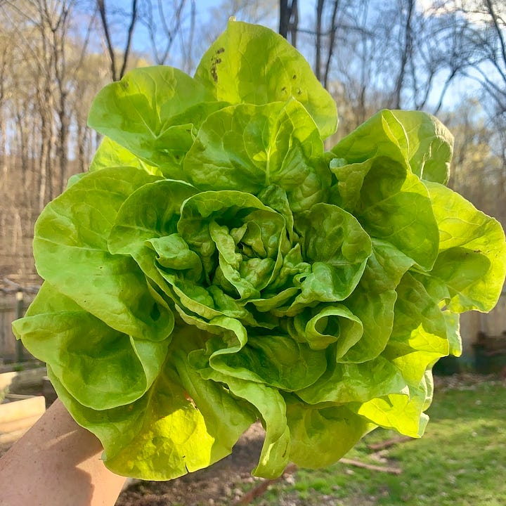 In the left image, Nicole holds a head of recently harvested buttercrunch lettuce. The second image is a close-up shot of a radish bed, their red bulbs pushing up from the ground.