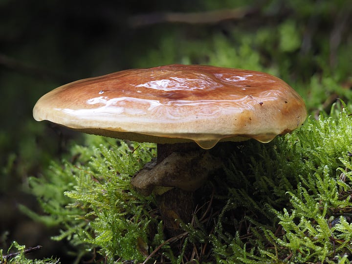 red and orange suillus species of mushroom in moss