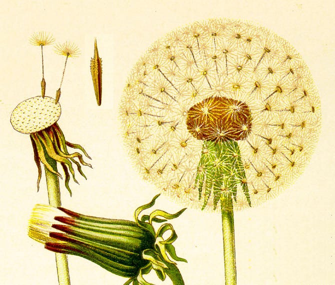 Botanical illustrations of dandelions