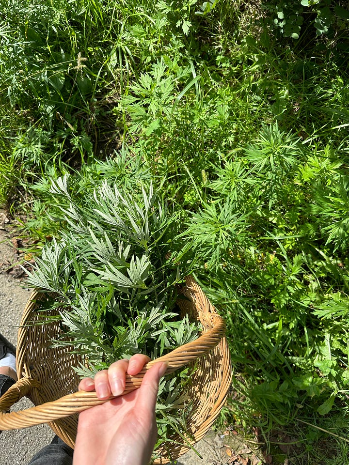 The photo on the left shows a hand holding a basket filled with green stalks of mugwort. The photo on the right shows a big patch of nepeta, which is a purple flowering plant with lots of little dark green leaves. 