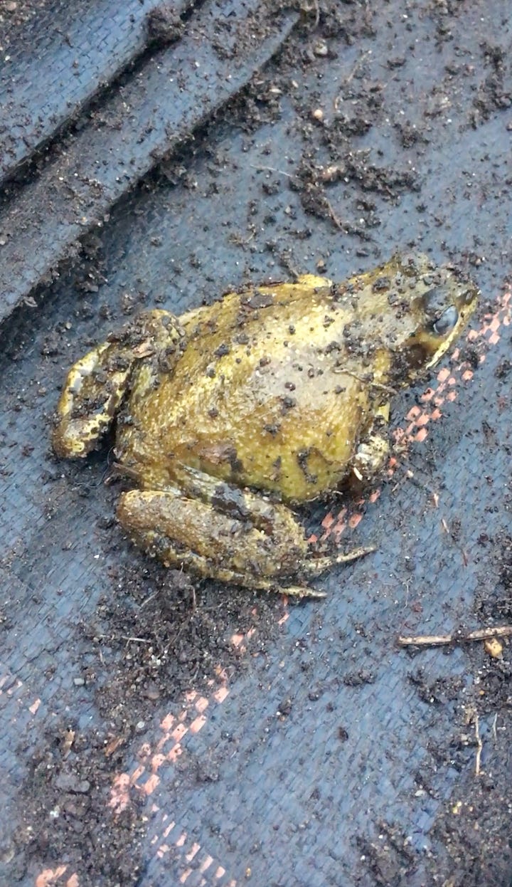 Cabbage white caterpillar cocooned itself in the lip of a plastic lid; A thumb head-sized frog living in the water gravel of the cuttings trays; A female ichneumon parastic wasp laying eggs in termites of the wood post; A mucky frog having emerged from the mud of a path.