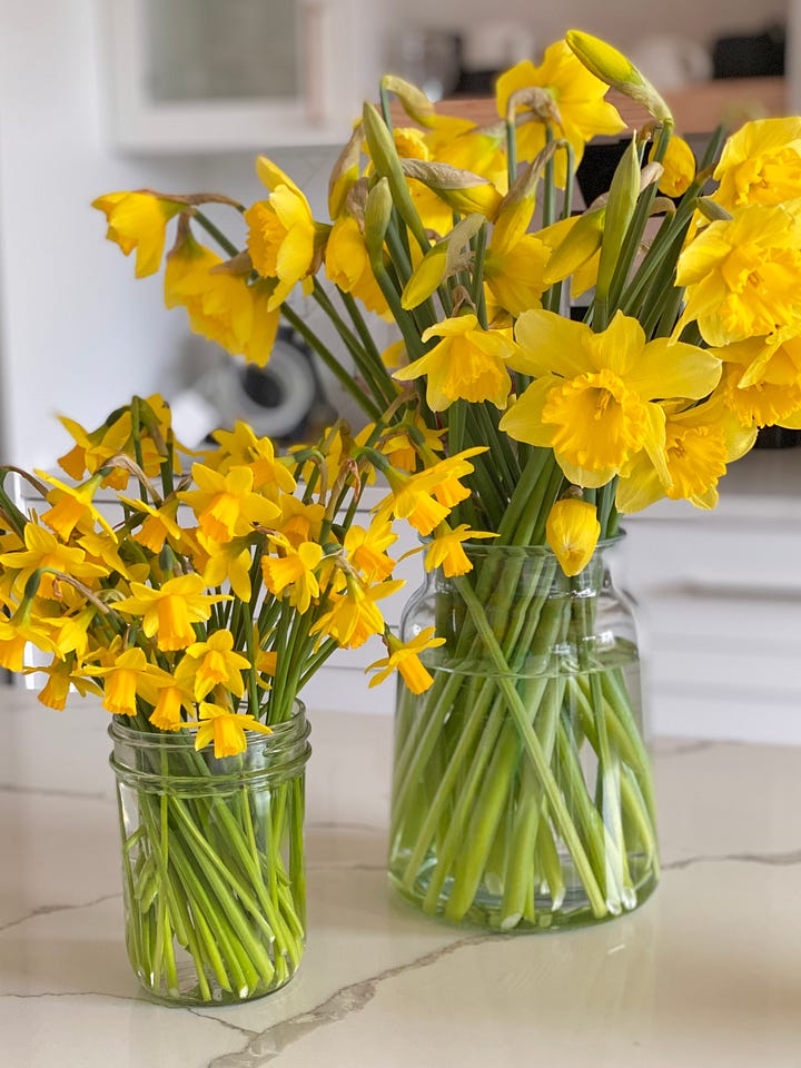 daffodils in vases, and in wall mounted bud vases